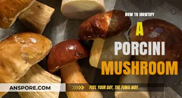 Spotting Porcini Mushrooms: Essential Tips for Accurate Identification in the Wild