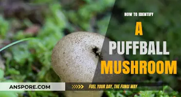 Spotting Puffball Mushrooms: Essential Tips for Accurate Identification