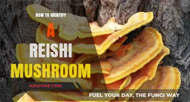 Spotting Reishi Mushrooms: A Beginner's Guide to Identification