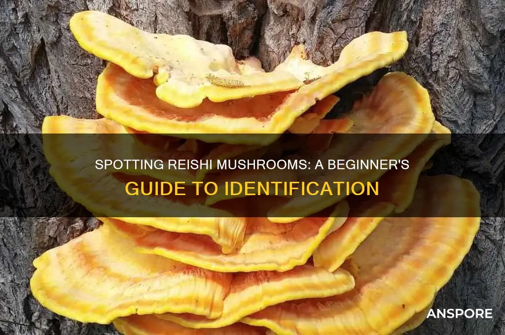how to identify a reishi mushroom