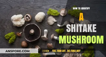 Spotting Shiitake Mushrooms: A Beginner's Guide to Identification