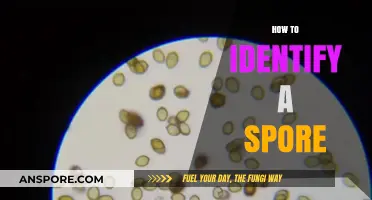 Mastering Spore Identification: Essential Tips for Accurate Detection