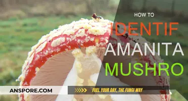 Amanita Mushrooms: Identifying the Deadly and Delicious