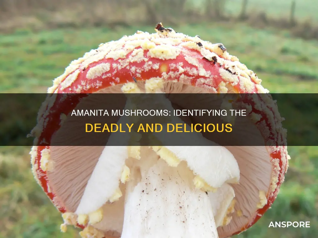 how to identify amanita mushrooms