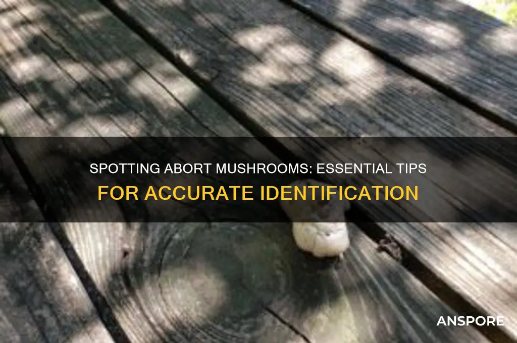 how to identify an abort mushroom