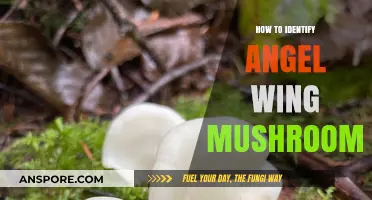 Spotting Angel Wing Mushrooms: A Beginner's Guide to Identification