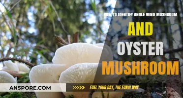 Identifying Angle Wing and Oyster Mushrooms: A Beginner's Guide