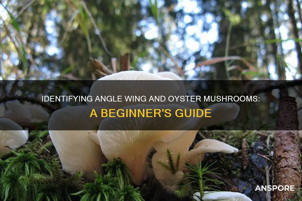 how to identify angle wing mushroom and oyster mushroom