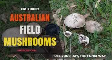 Spotting Australian Field Mushrooms: A Beginner's Guide to Safe Identification