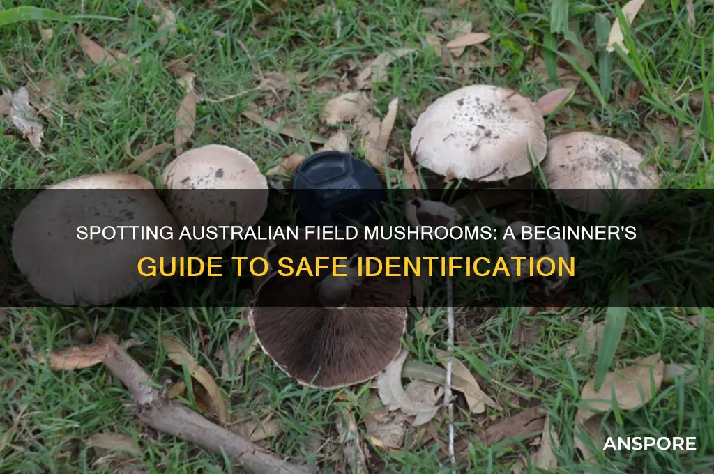 how to identify australian field mushrooms