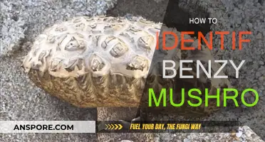 Recognizing Edible Mushrooms: A Beginner's Guide