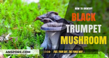 Spotting Black Trumpet Mushrooms: Essential Tips for Accurate Identification