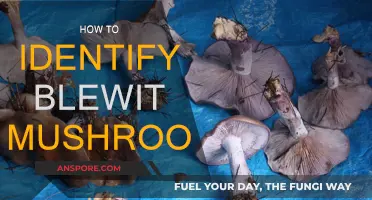 Foraging for Blewits: Identification Tips