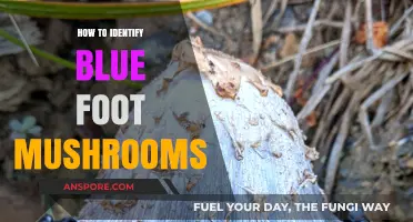 Spotting Blue Foot Mushrooms: A Beginner's Guide to Identification