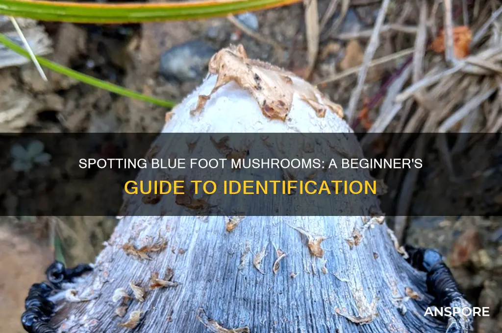 how to identify blue foot mushrooms