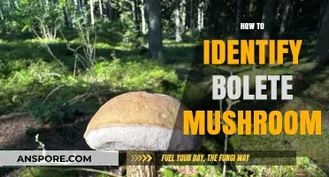 Finding Boletes: Identification Tips for Foragers