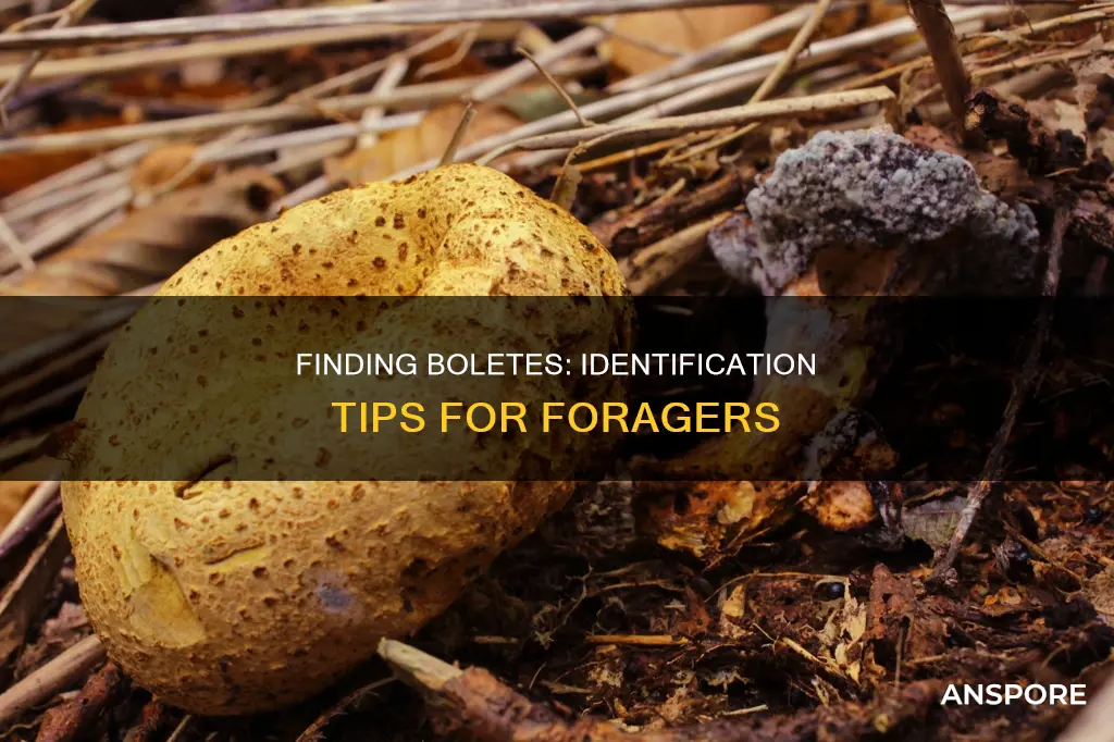 how to identify bolete mushrooms