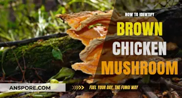Spotting Brown Chicken Mushrooms: A Beginner's Guide to Identification