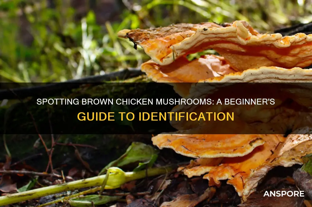 how to identify brown chicken mushrooms