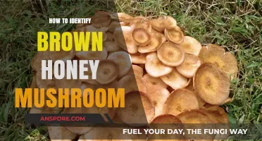Spotting Brown Honey Mushrooms: A Beginner's Identification Guide