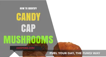 Spotting Candy Cap Mushrooms: A Sweet Forager's Identification Guide