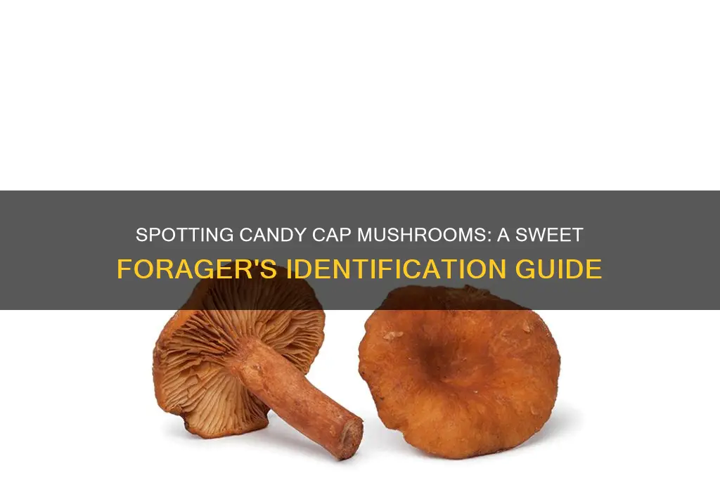 how to identify candy cap mushrooms