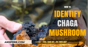 Finding Chaga Mushrooms: A Guide to Identification