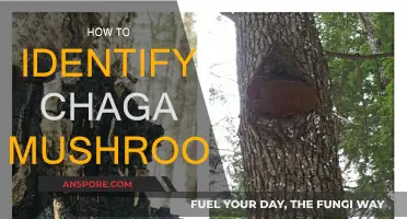 Recognizing Chaga Mushrooms: A Guide to Identification