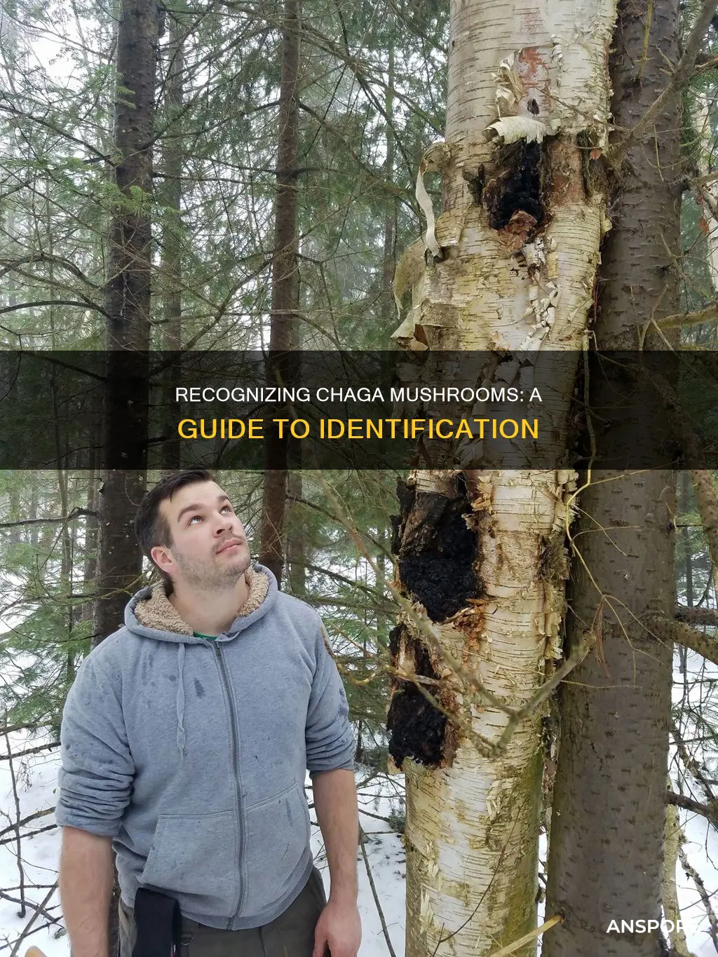 how to identify chaga mushrooms