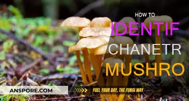 Foraging for Chanetrelle Mushrooms: Identifying the Real Deal