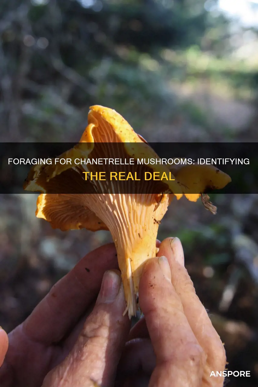 how to identify chanetrelle mushrooms