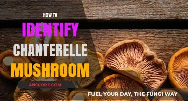 Foraging for Chanterelles: Identifying the Golden Mushrooms
