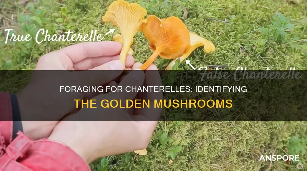 how to identify chanterelle mushroom