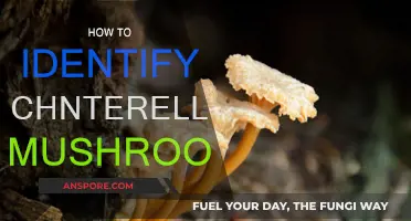 Foraging 101: Identifying Chanterelle Mushrooms