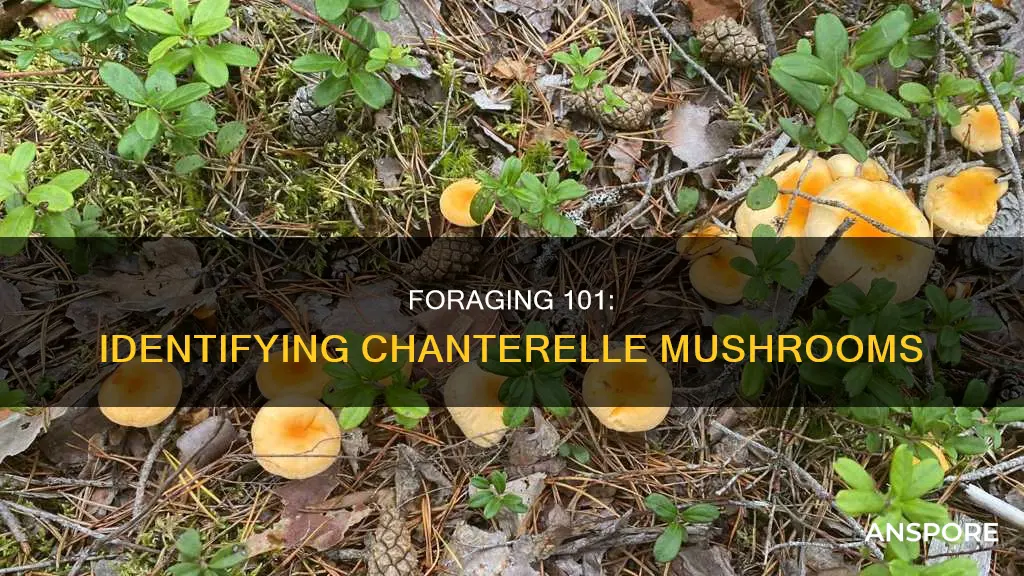 how to identify chnterelle mushrooms
