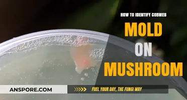 Spotting Cobweb Mold: A Guide to Identifying Mushroom Contamination
