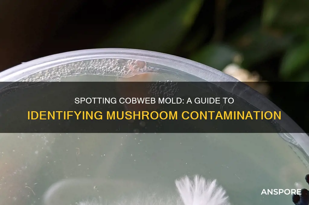 how to identify cobweb mold on mushrooms