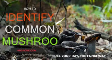 Mushroom Hunting: Identifying Common Varieties