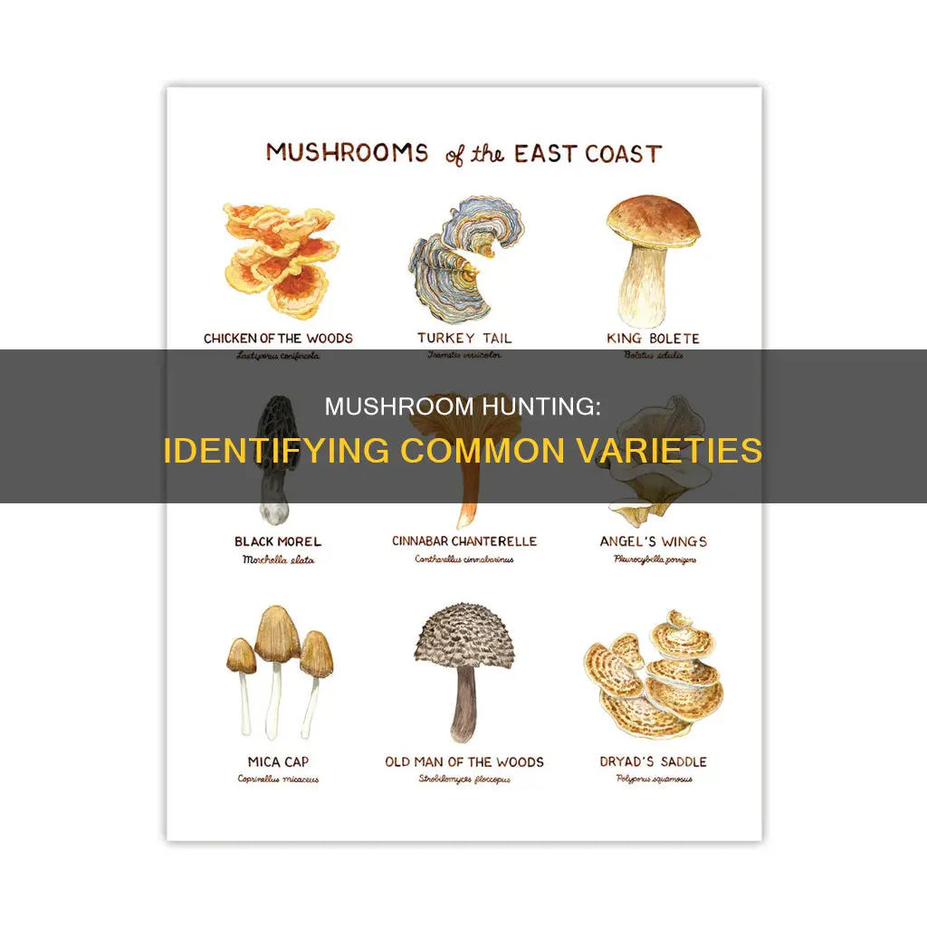 how to identify common mushrooms