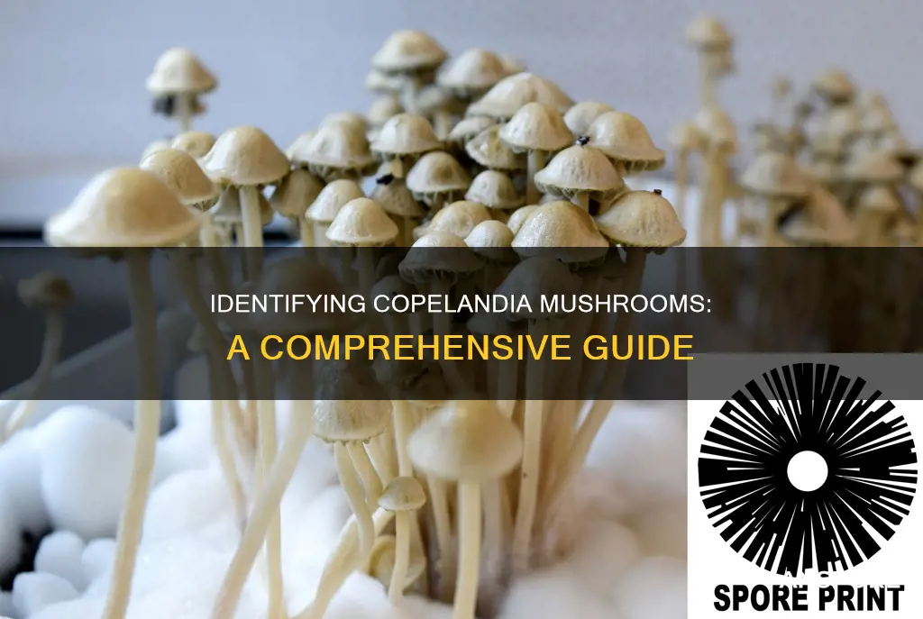 how to identify copelandia mushrooms