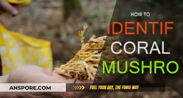 Recognizing Coral Mushrooms: A Beginner's Guide