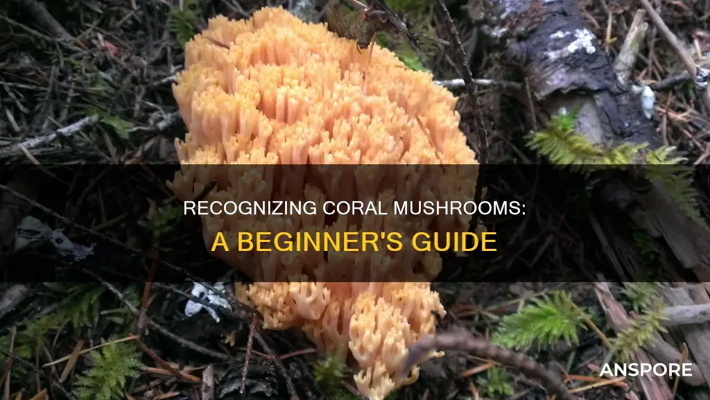 how to identify coral mushrooms