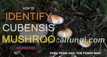 Spotting Cubensis Mushrooms: A Guide to Identification