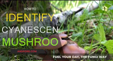 Recognizing Cyanescens Mushrooms: A Comprehensive Guide