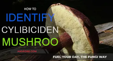 Recognizing Cylicibiden Mushrooms: A Guide
