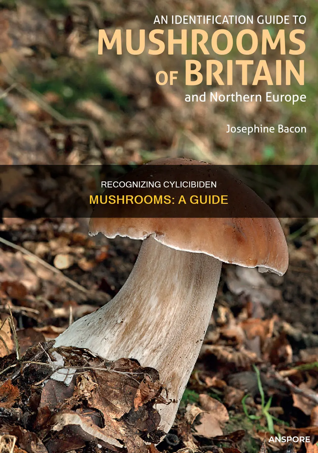 how to identify cylibiciden mushrooms