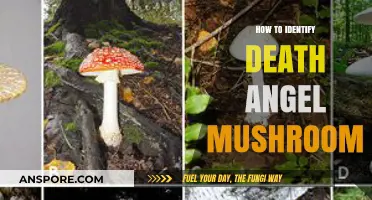 Spotting Deadly Death Angel Mushrooms: A Guide to Safe Identification