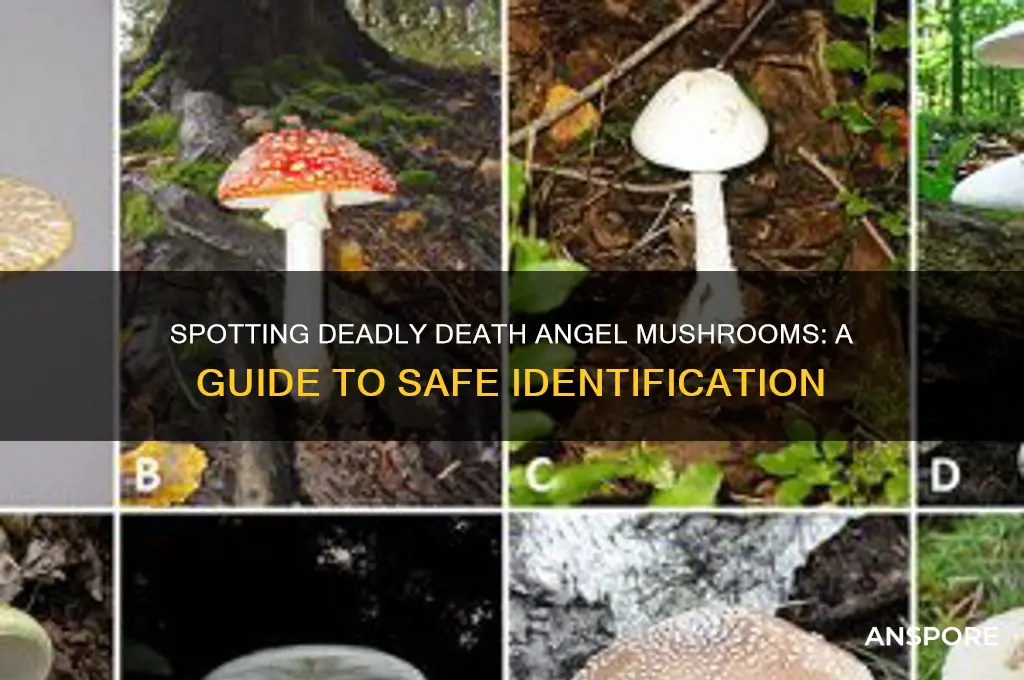 how to identify death angel mushroom