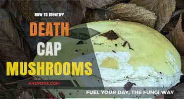 Spotting Deadly Death Cap Mushrooms: A Guide to Safe Identification