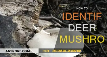 Deer Mushroom: Identification Tips for Foragers